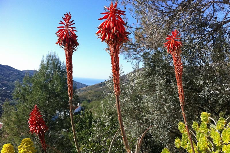 Los Dos Algarrobos - Garden